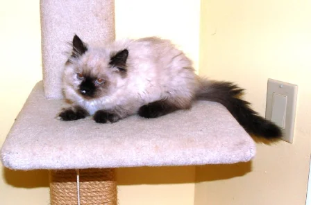 A seal point Himalayan kitten stretched out on the cat tree